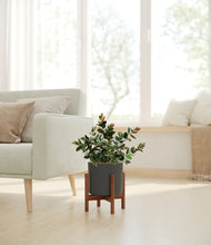 Load image into Gallery viewer, Dark Olive stand:walnut