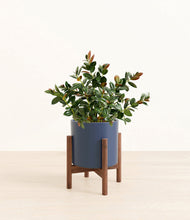 Load image into Gallery viewer, Deep Navy stand:walnut