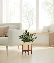 Load image into Gallery viewer, Cream stand:walnut