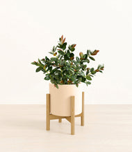 Load image into Gallery viewer, Cream stand:bamboo