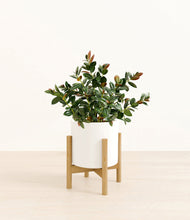 Load image into Gallery viewer, White stand:bamboo