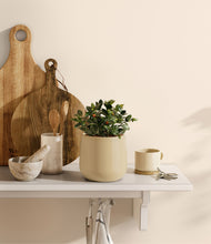 Load image into Gallery viewer, Almond Green