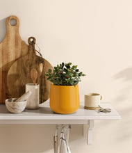 Load image into Gallery viewer, Mustard