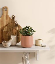 Load image into Gallery viewer, Calm Rose