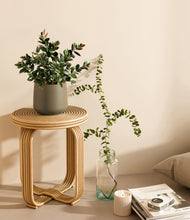 Load image into Gallery viewer, Olive