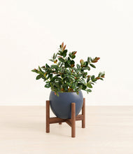 Load image into Gallery viewer, Deep Navy stand:walnut