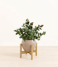 Load image into Gallery viewer, Desert Brown stand:bamboo