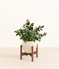 Load image into Gallery viewer, Shiny EggWhite stand:walnut