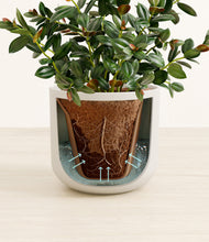 Load image into Gallery viewer, Natural Bamboo stand:all