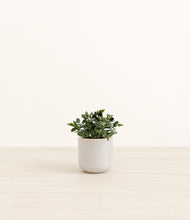Load image into Gallery viewer, Snowdrift White*****Profile