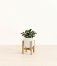 Load image into Gallery viewer, Cotton White stand:bamboo