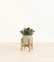 Load image into Gallery viewer, Sage Green stand:bamboo