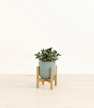 Load image into Gallery viewer, Reactive Aqua stand:bamboo