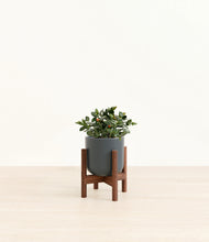 Load image into Gallery viewer, Iron Gray stand:walnut