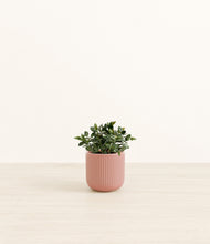 Load image into Gallery viewer, Striped Rose Pink*****Profile