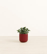 Load image into Gallery viewer, Striped Cherry Red*****Profile