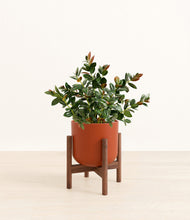 Load image into Gallery viewer, Earth Red stand:walnut