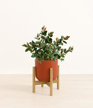 Load image into Gallery viewer, Earth Red stand:bamboo