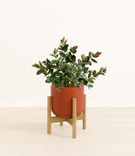 Load image into Gallery viewer, Earth Red stand:bamboo