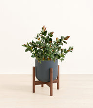 Load image into Gallery viewer, Iron Gray stand:walnut