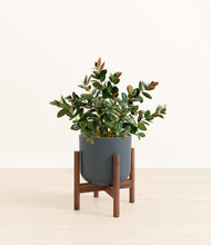 Load image into Gallery viewer, Iron Gray stand:walnut