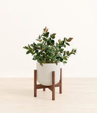 Load image into Gallery viewer, Natural Bamboo stand:walnut