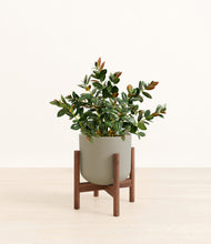 Load image into Gallery viewer, Sage Green stand:walnut