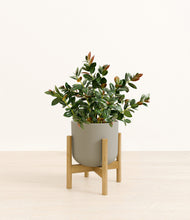 Load image into Gallery viewer, Sage Green stand:bamboo