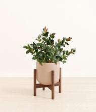 Load image into Gallery viewer, Sandy Pink stand:walnut