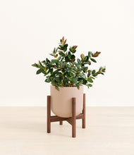 Load image into Gallery viewer, Sandy Pink stand:walnut