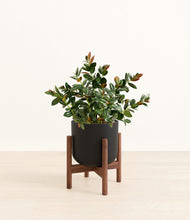 Load image into Gallery viewer, Stone Black stand:walnut