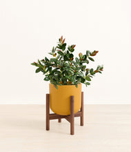 Load image into Gallery viewer, Sunset Orange stand:walnut