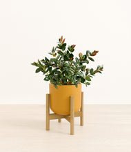 Load image into Gallery viewer, Sunset Orange stand:bamboo