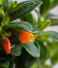 Load image into Gallery viewer, ALL