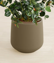 Load image into Gallery viewer, Olive stand:all