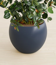 Load image into Gallery viewer, Deep Navy stand:all