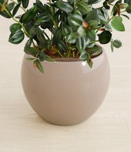 Load image into Gallery viewer, Desert Brown stand:all