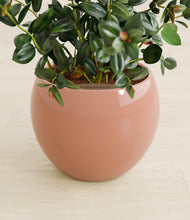 Load image into Gallery viewer, Calm Rose stand:all