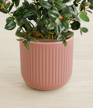 Load image into Gallery viewer, Striped Rose Pink stand:all