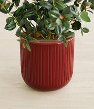 Load image into Gallery viewer, Striped Cherry Red stand:all
