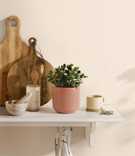 Load image into Gallery viewer, Striped Rose Pink