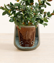 Load image into Gallery viewer, Olive stand:all