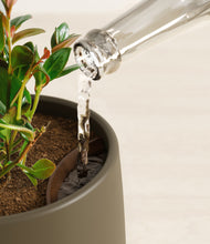 Load image into Gallery viewer, Olive stand:all