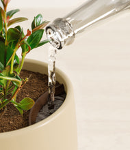 Load image into Gallery viewer, Almond Green stand:all