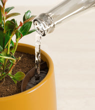 Load image into Gallery viewer, Mustard stand:all