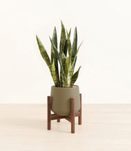 Load image into Gallery viewer, Olive stand:walnut