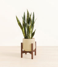 Load image into Gallery viewer, Almond Green stand:walnut