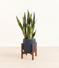 Load image into Gallery viewer, Deep Navy stand:walnut