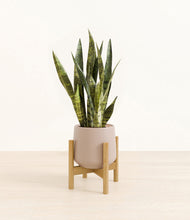 Load image into Gallery viewer, Eternal Gray stand:bamboo