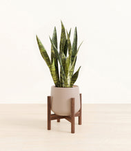 Load image into Gallery viewer, Eternal Gray stand:walnut